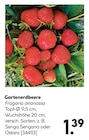 Gartenerdbeere Angebote von Fragaria ananassa bei BayWa Bau- und Gartenmärkte Ansbach für 1,39 €