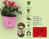 Kalanchoé - GARDENLINE dans le catalogue Aldi