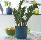 Promo Zamioculcas zamiifolia à 12,99 € dans le catalogue Truffaut à Limoges