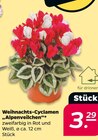 Weihnachts-Cyclamen 'Alpenveilchen'  im aktuellen Netto mit dem Scottie Prospekt für 3,29 €