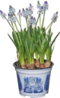 Traubenhyazinthen "Muscari" im aktuellen tegut Prospekt für 2,99 €