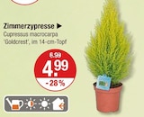 Zimmerzypresse für 4,99 € bei V-Markt im Angebot Zimmerzypresse im aktuellen V-Markt Prospekt