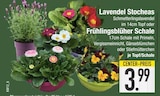 Lavendel Stocheas oder Frühlingsblüher Schale von  im aktuellen EDEKA Prospekt für 3,99 €