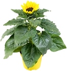 Sonnenblume im Penny Prospekt Sonnenblume von im aktuellen Penny Prospekt fĂŒr 1,99 âŹ