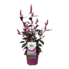 EDEKA Feldberger Seenlandschaft - Sommerstauden Mix oder Federbusch Celosia Wild Pink Angebot im Prospekt Sommerstauden Mix oder Federbusch Celosia Wild Pink bei EDEKA im Feldberger Seenlandschaft Prospekt für 5,00 €