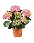 Hortensia en promo chez Lidl Bourges à 5,99 €