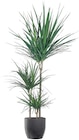 Grande plante verte dans le catalogue Lidl