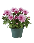 Chrysanthème multifleurs en promo chez Lidl Calais à 1,49 €