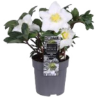 Christrose im aktuellen Prospekt bei EDEKA in Ramstedt