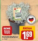 REWE Brombachtal - Stacheldrahtpflanze Angebot im Prospekt Stacheldrahtpflanze bei REWE im Brombachtal Prospekt für 1,69 €