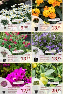 Pflanzen im Garten-Center Nordharz GmbH & Co. KG Prospekt "Wo Farben wachsen und Freude blüht!" mit 16 Seiten (Braunschweig)