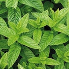 Menthe Marocaine Bio. Le pot de 9x9 cm - BOTANIC® en promo chez Botanic Menthe Marocaine Bio. Le pot de 9x9 cm - BOTANIC® dans le catalogue Botanic