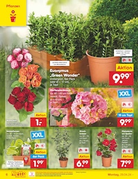 Kübelpflanzen im Netto Marken-Discount Prospekt "Aktuelle Angebote" auf Seite 6