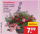 Ampelpflanze Angebote bei Netto Marken-Discount Völklingen für 7,99 €