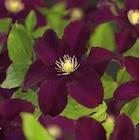 Hornbach Lübeck - Kletterpflanze Clematis Angebot im Prospekt Kletterpflanze Clematis bei Hornbach im Lübeck Prospekt für 11,95 €