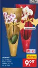 Orchidee im Angebot bei Netto Marken-Discount in Borken Orchidee Angebote bei Netto Marken-Discount Borken für 9,99 €