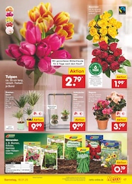 Netto Marken-Discount Blumen im Prospekt 