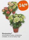 Hortensien im aktuellen tegut Prospekt für 14,99 €