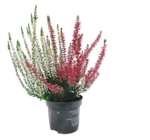 Calluna Beauty Ladies Twins bei Netto mit dem Scottie im Eberswalde Prospekt für 1,29 €