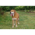 Friandises stick pour chien - VITAKRAFT à 0,65 € dans le catalogue Carrefour