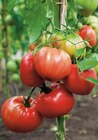 Plant de tomate dans le catalogue Carrefour