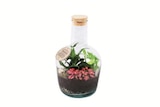 Pflanzen-Terrarium im Angebot bei Lidl in Remscheid Pflanzen-Terrarium Angebote bei Lidl Remscheid für 14,99 €