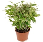 Aktuelle Blumen Angebote bei REWE in Bremen Aktuelles Azalee Angebot bei REWE in Bremen ab 3,49 €