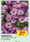 Kapkörbchen im aktuellen toom Baumarkt Prospekt