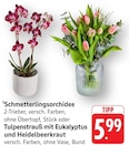Schmetterlingsorchidee Angebote bei EDEKA Offenbach für 5,99 €