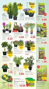 Zimmerpflanzen im Jawoll Prospekt "Sonderposten-Märkte" mit 12 Seiten (Mannheim)