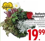 Bepflanzte Herbstschale im EDEKA Prospekt Bepflanzte Herbstschale von  im aktuellen EDEKA Prospekt für 19,99 €