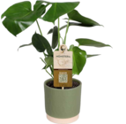 EDEKA - Monstera deliciosa Angebot im Prospekt Monstera deliciosa bei EDEKA im Prospekt "" für 7,99 €