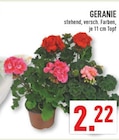Aktuelle Geranien Angebote bei Marktkauf in Bochum Aktuelles GERANIE Angebot bei Marktkauf in Bochum ab 2,22 €