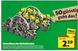 Hagebaumarkt Sinzig Prospekt mit  im Angebot für 2,29 €