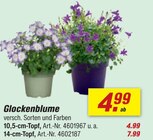 Glockenblume Angebote bei toom Baumarkt Ludwigsburg für 4,99 €