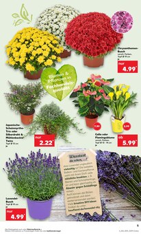 Blumen im aktuellen Kaufland Prospekt (Chemnitz) Blumen im Kaufland Prospekt "KNÜLLER" mit 60 Seiten (Chemnitz)