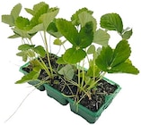 Erdbeeren Sorte Ostara Angebote bei REWE Gotha für 8,99 €