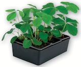 Plants de fraisiers remontants à 3,99 € dans le catalogue Super U