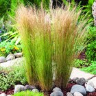 Cheveux-d'Ange botanic. Le pot de 4 litres - BOTANIC® à 16,99 € dans le catalogue Botanic