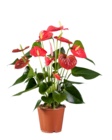 Anthurium Couleur en promo chez Lidl Dijon à 6,99 €