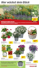 Blumen im toom Baumarkt Prospekt in Hagen Aktueller toom Baumarkt Prospekt mit Blumen, "Respekt, wer's selber macht.", Seite 3