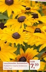 Leuchtender Sonnenhut im Angebot bei Garten-Center Nordharz GmbH & Co. KG in Gifhorn Leuchtender Sonnenhut Angebote bei Garten-Center Nordharz GmbH & Co. KG Gifhorn für 7,99 €