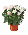Romantisches Rosen-Duo bei Lidl im Geseke Prospekt für 4,99 €
