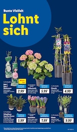 Lidl Hortensie im Prospekt 