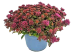 Fetthenne Sortenmix Angebote von Grow by Obi bei OBI Passau für 4,99 €