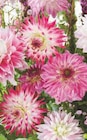 Promo Bulbes de Dahlia à 5,99 € dans le catalogue Super U à Bandol