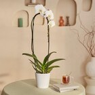 Promo Phalaenopsis Grandiflora à 16,99 € dans le catalogue Carrefour à Saint-Pierre-d'Irube