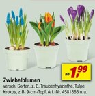 Zwiebelblumen  im aktuellen toom Baumarkt Prospekt für 1,99 €