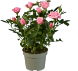Rosier en pot dans le catalogue Lidl