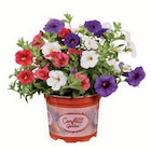 Kapmargeriten/Zauberglöckchen im aktuellen Prospekt bei Lidl in Winkelsett